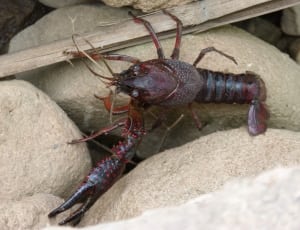 brown and black lobster thumbnail