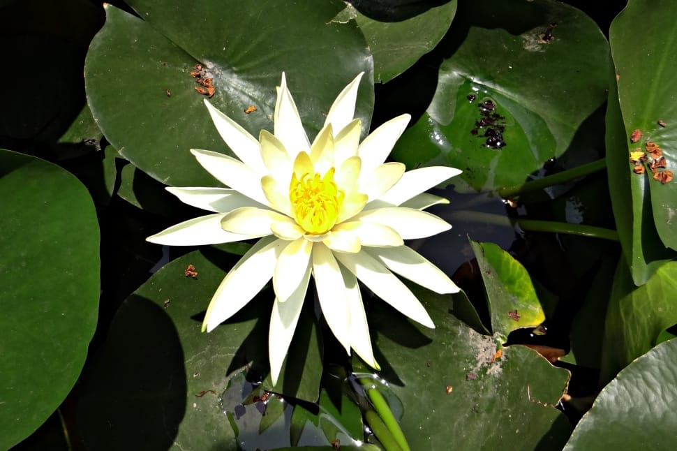 water lily flower and lily pods preview