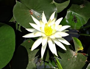 water lily flower and lily pods thumbnail