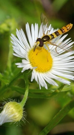 yellow wasp thumbnail