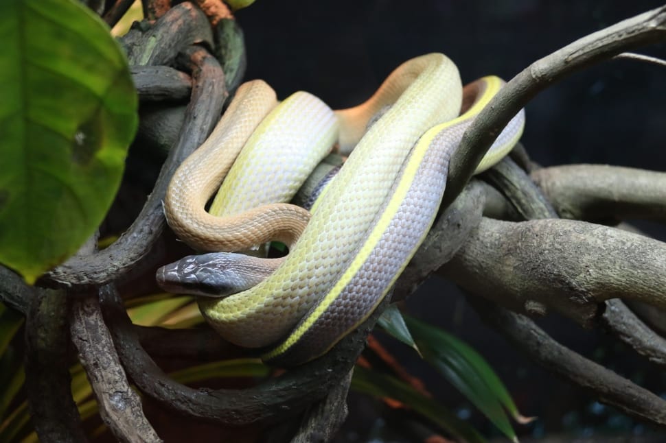 gray and yellow snake on birch tree preview