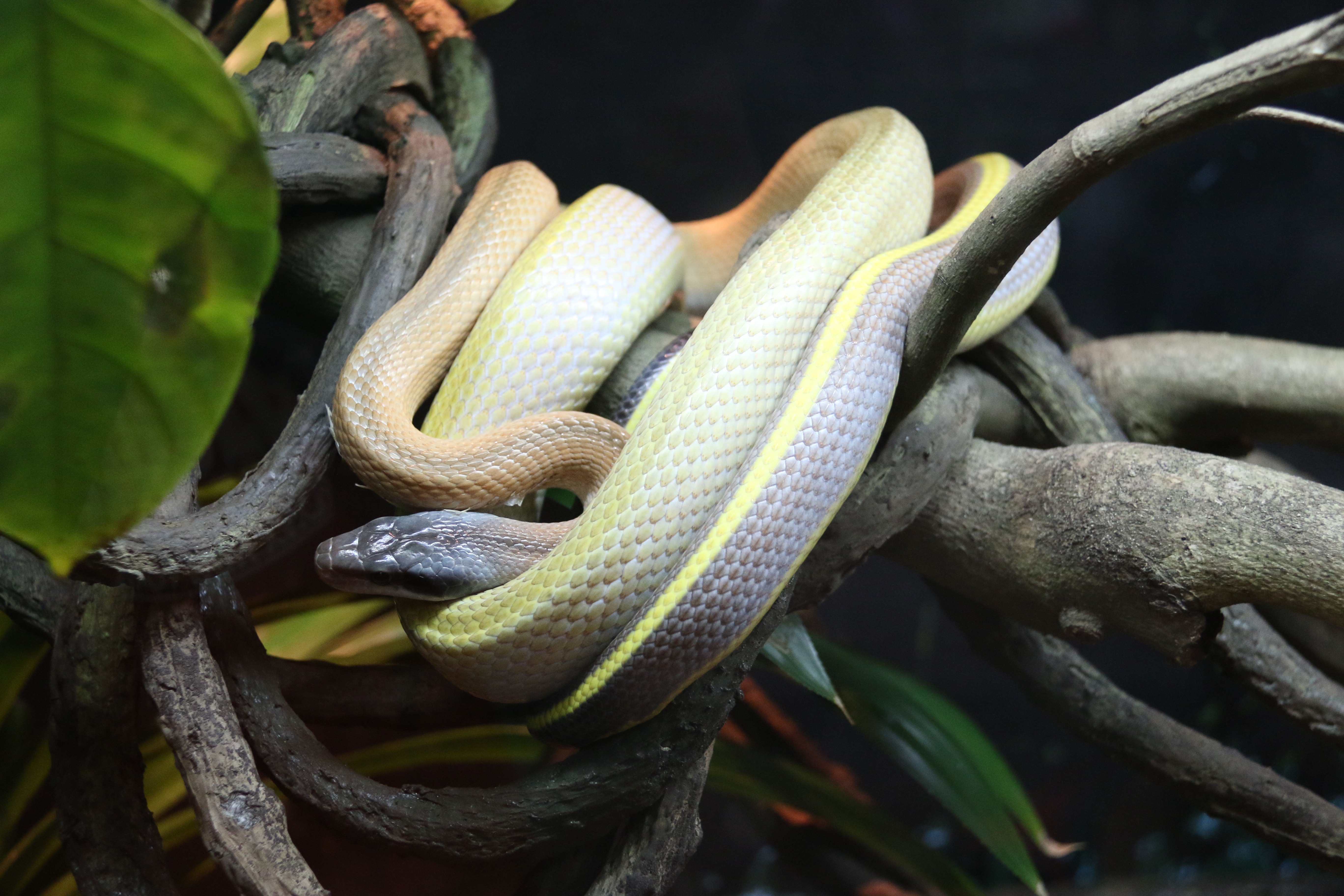 gray and yellow snake on birch tree