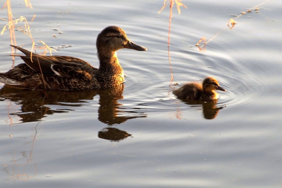 brown duck with duckling preview