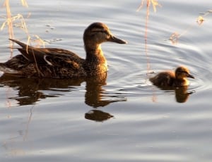 brown duck with duckling thumbnail