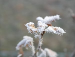 shallow focus of brown leaves covered by snow thumbnail