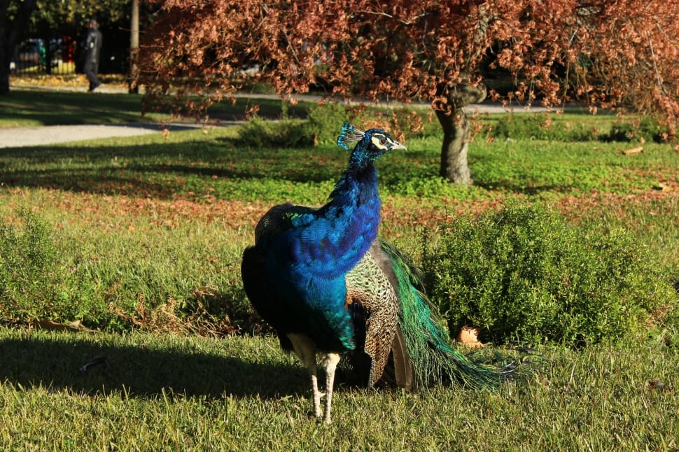 blue-green-yellow peacock on green grass field during daytime preview