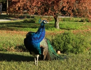blue-green-yellow peacock on green grass field during daytime thumbnail