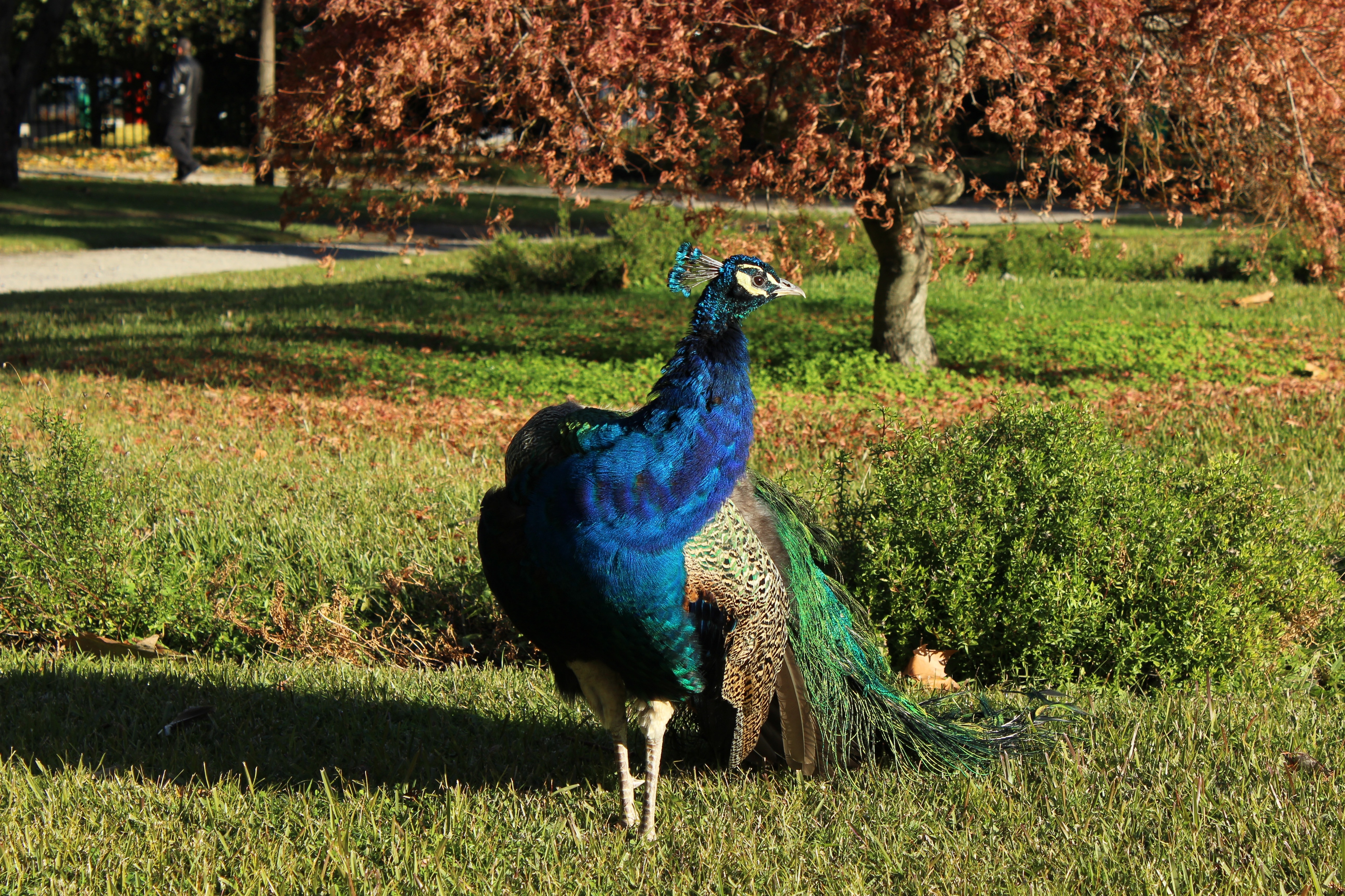 blue-green-yellow peacock on green grass field during daytime