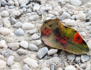 green and red leaf thumbnail