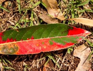 red and green leaf thumbnail