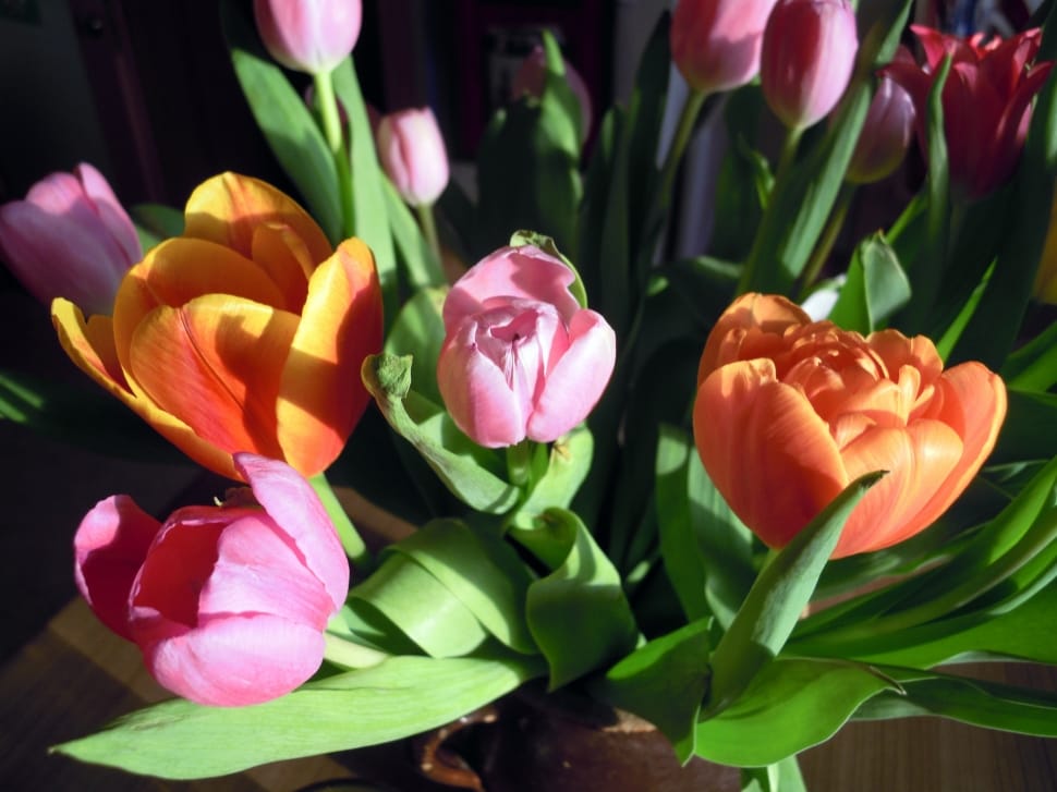 pink and orange tulips preview