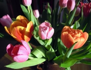 pink and orange tulips thumbnail