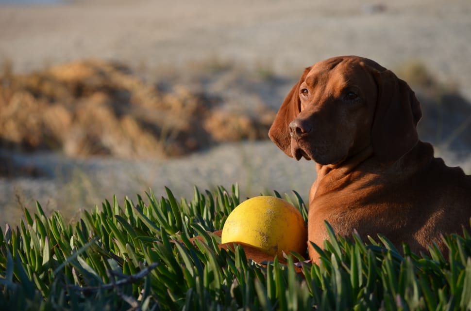brown short coated dog and yellow plastic ball preview