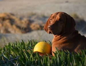 brown short coated dog and yellow plastic ball thumbnail