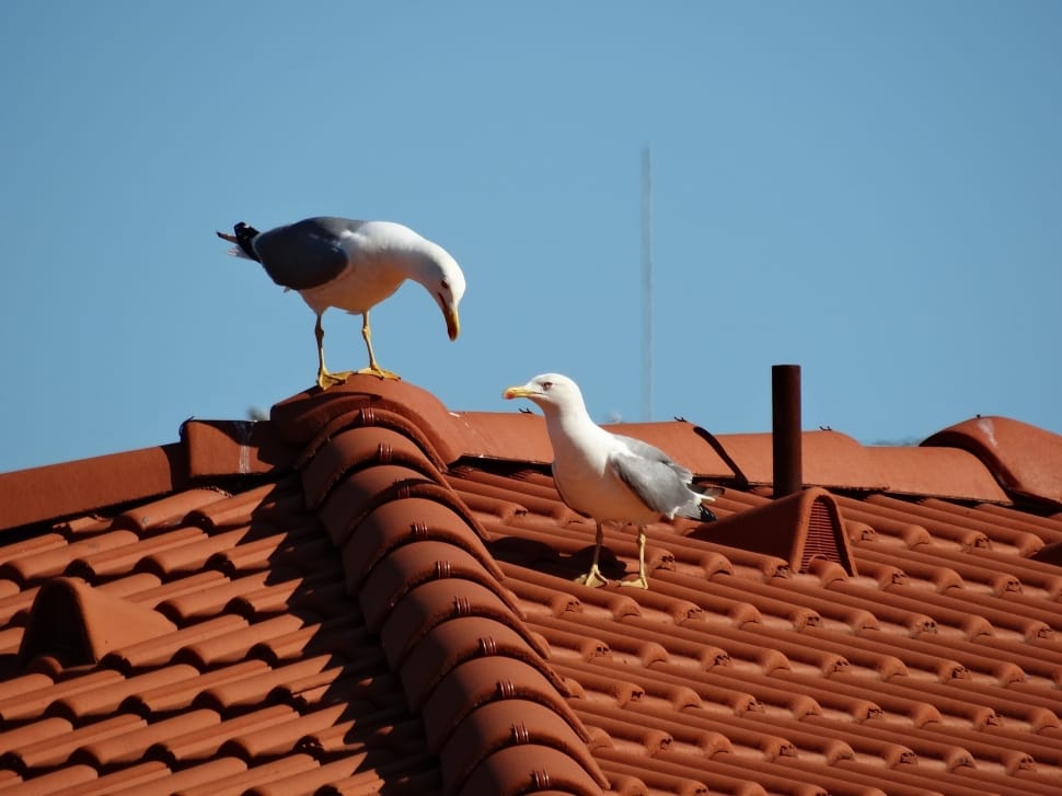 2 white and grey birds preview