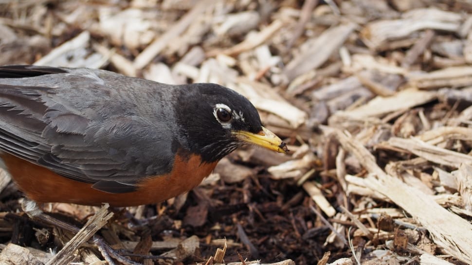 american robin preview