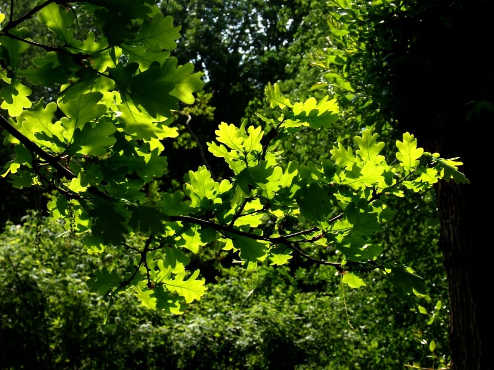 green leaved tree preview