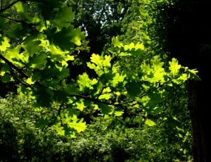 green leaved tree thumbnail