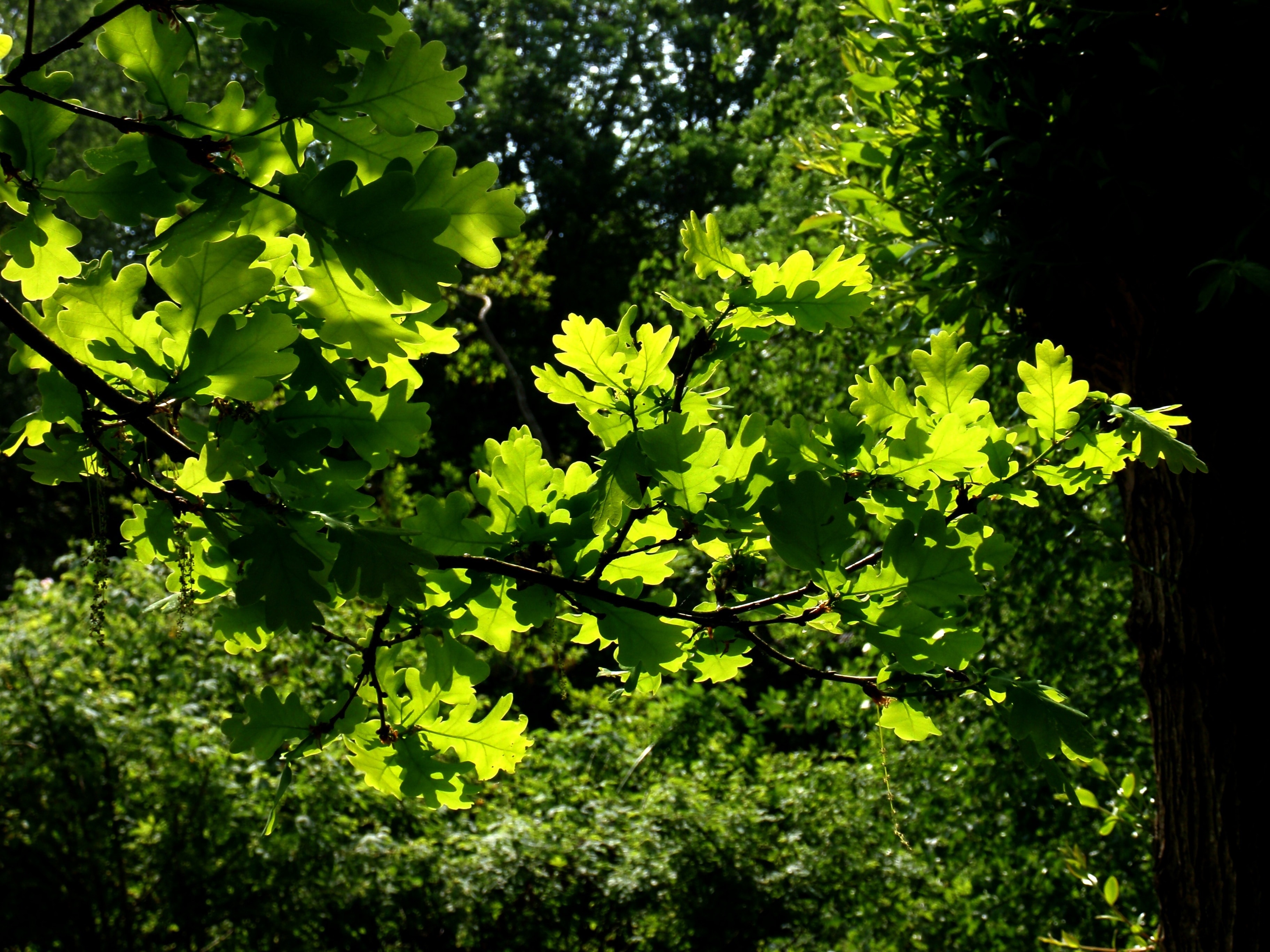 green leaved tree