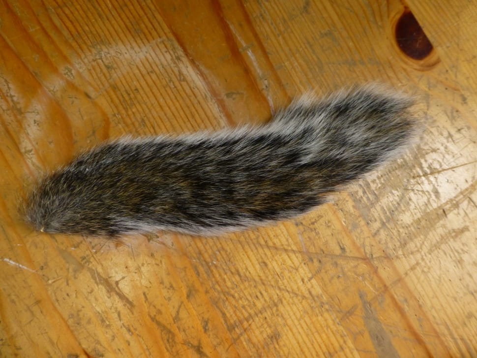 black and gray fur tail preview