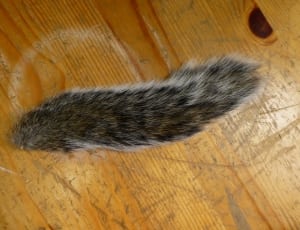 black and gray fur tail thumbnail