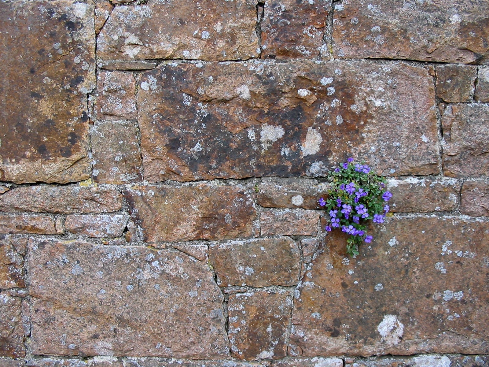 purple flowers