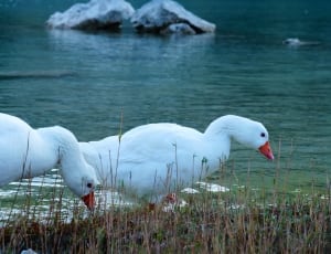 two white ducks walking on green grass thumbnail