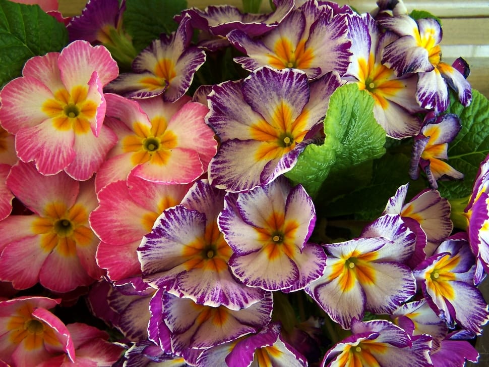 purple and pink primrose preview