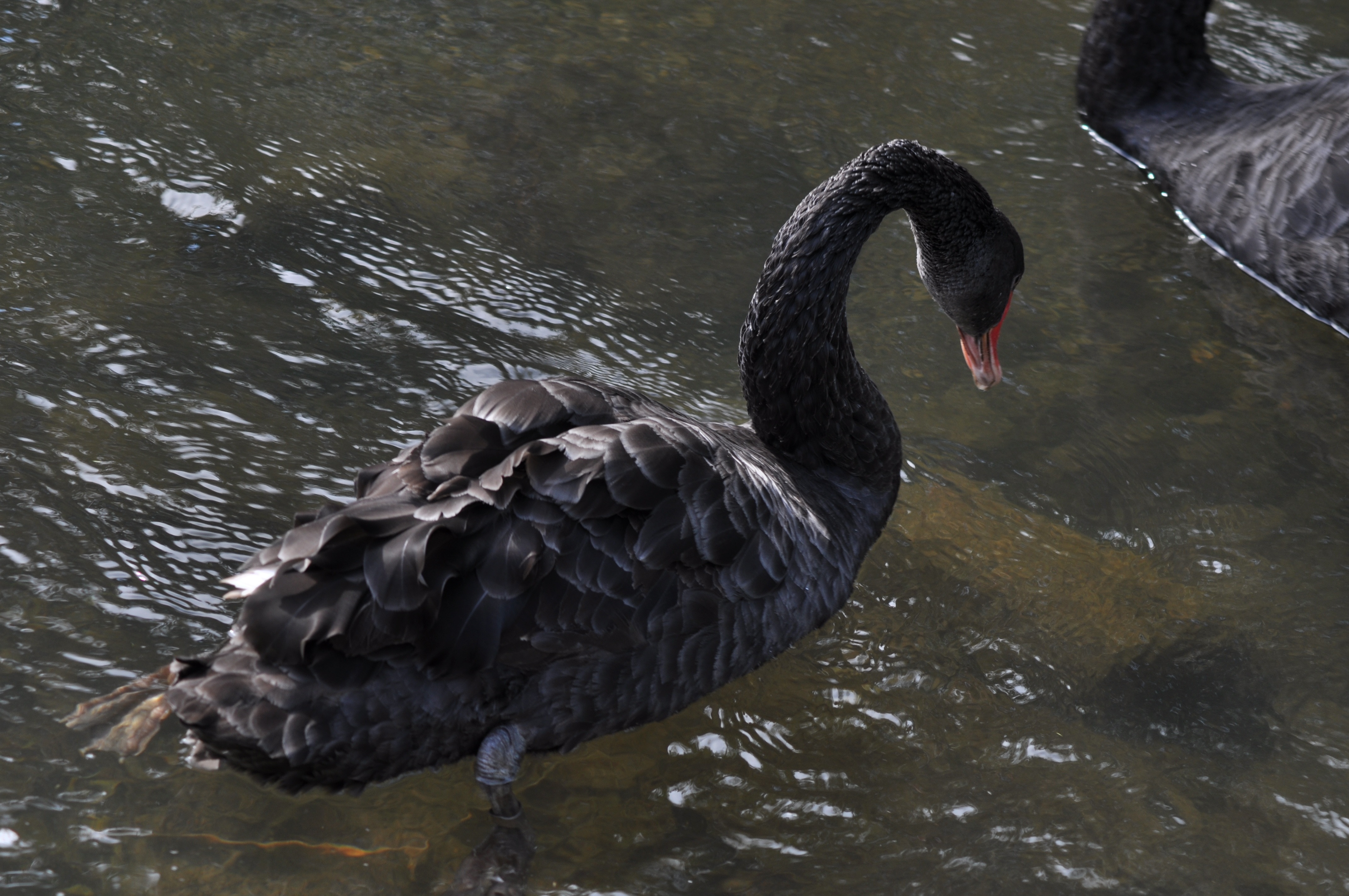 90 royalty free black swan | Peakpx
