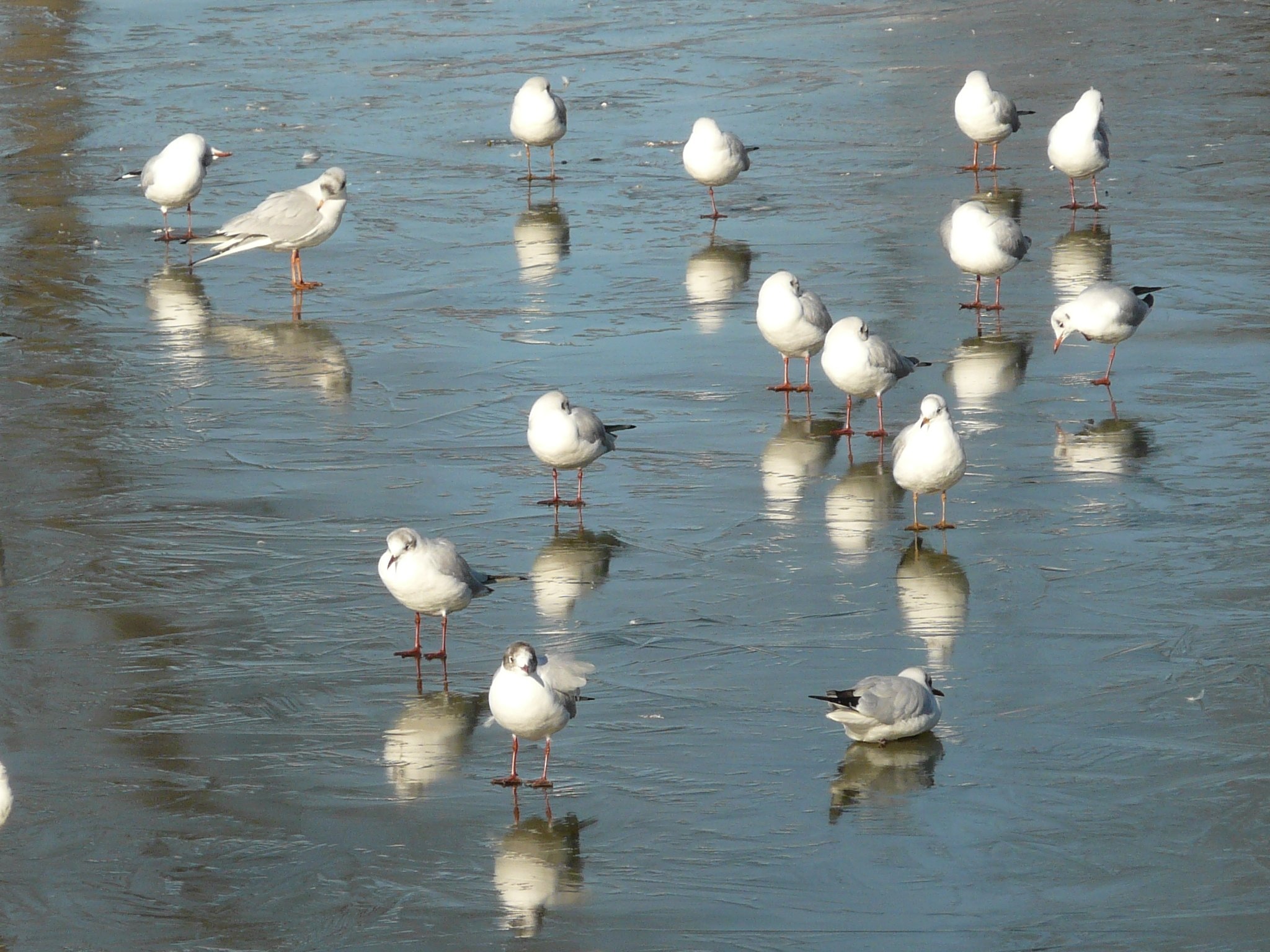 flock of seagull