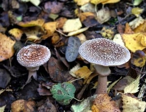 2 mushrooms thumbnail