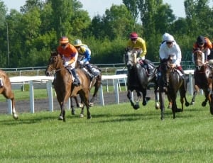 horse race photo thumbnail