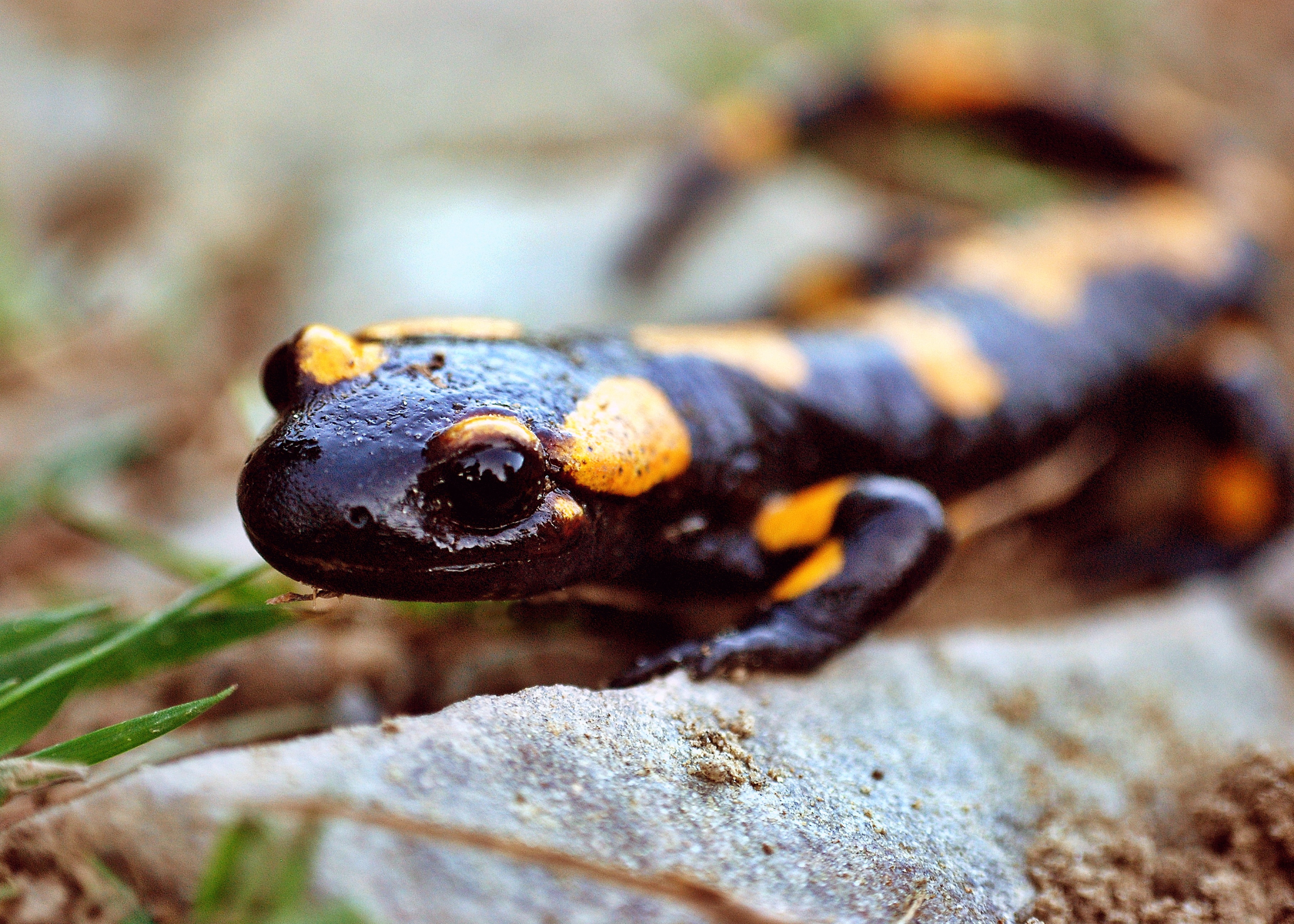 black and yellow reptile