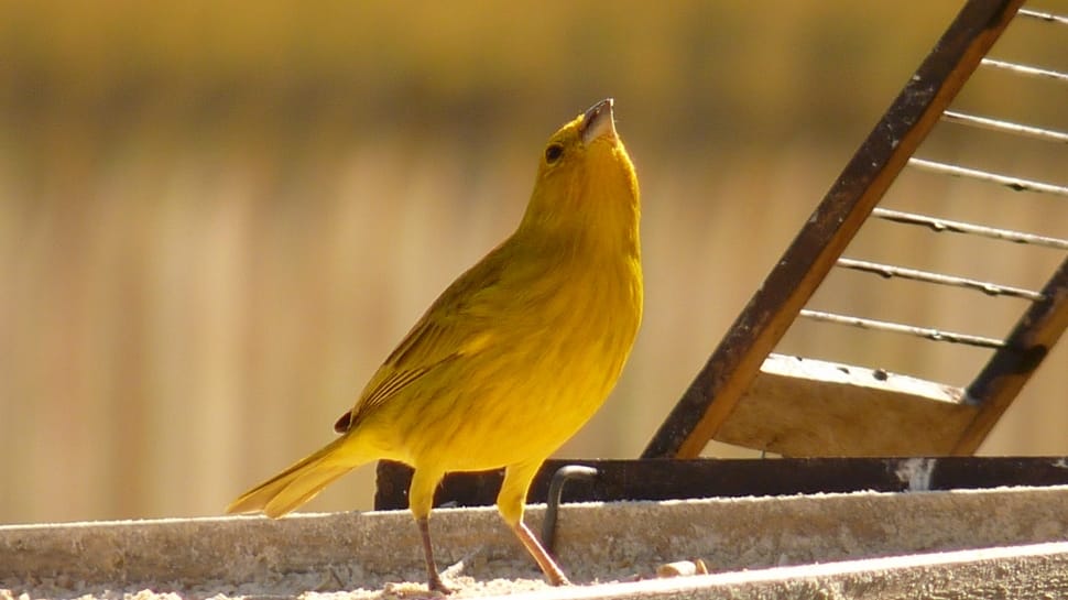 macro shot of yellow bird during daytiem preview