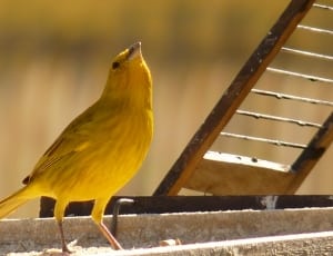 macro shot of yellow bird during daytiem thumbnail