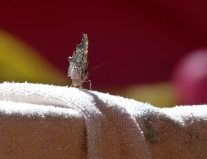 grey and white winged insect thumbnail