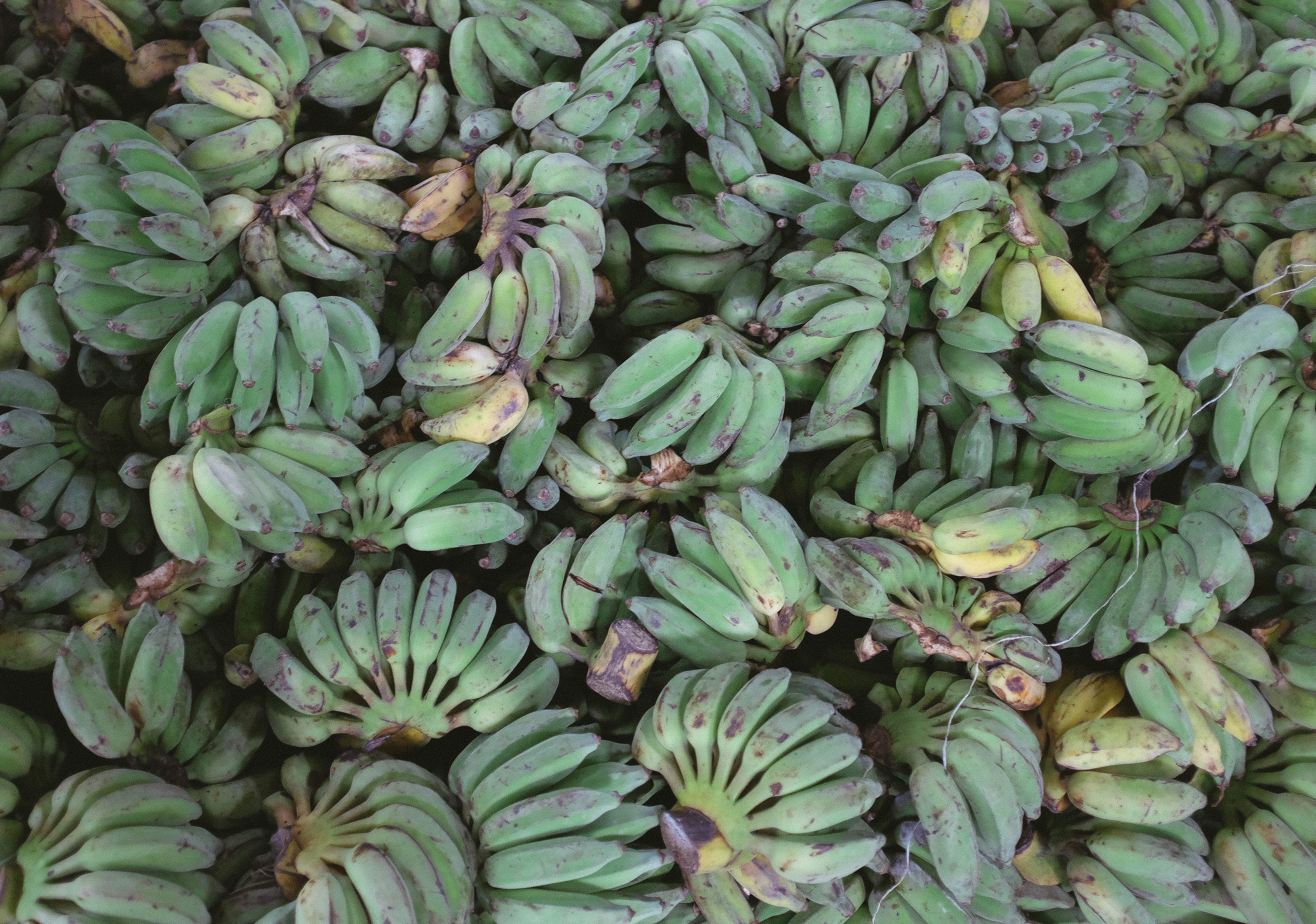 bunch of unriped bananas