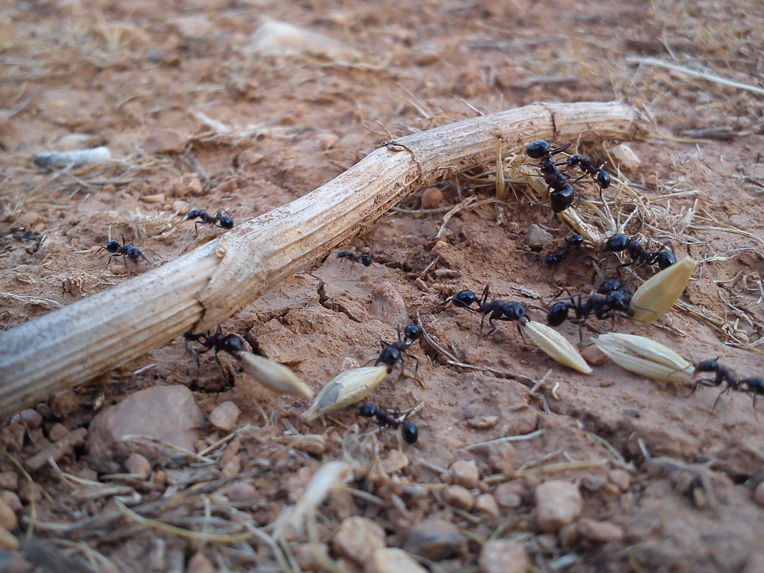 black ants