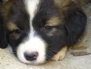 white black and tan short coated puppy thumbnail