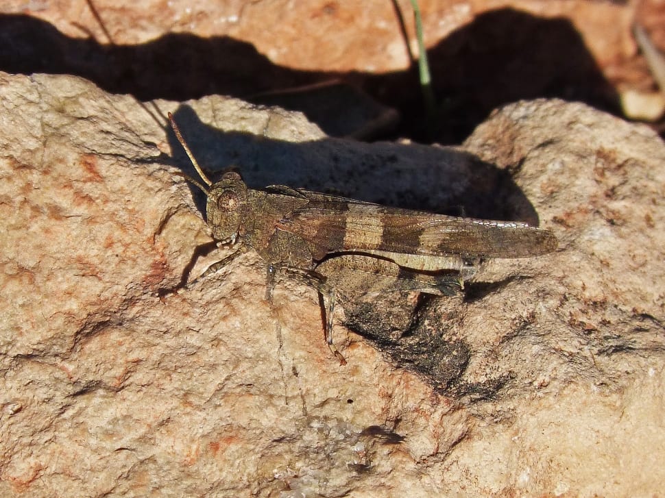 grasshopper on top of stone preview