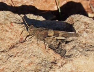grasshopper on top of stone thumbnail