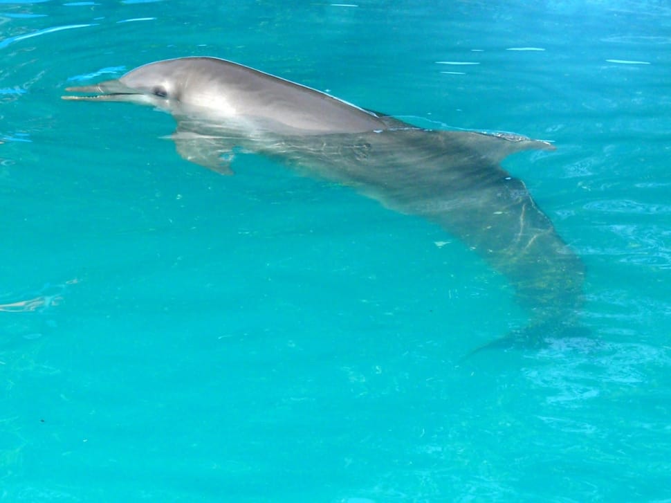 gray dolphin on water preview
