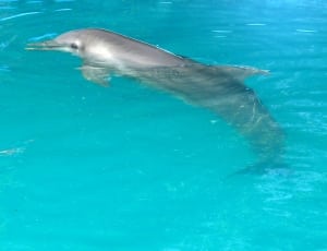 gray dolphin on water thumbnail