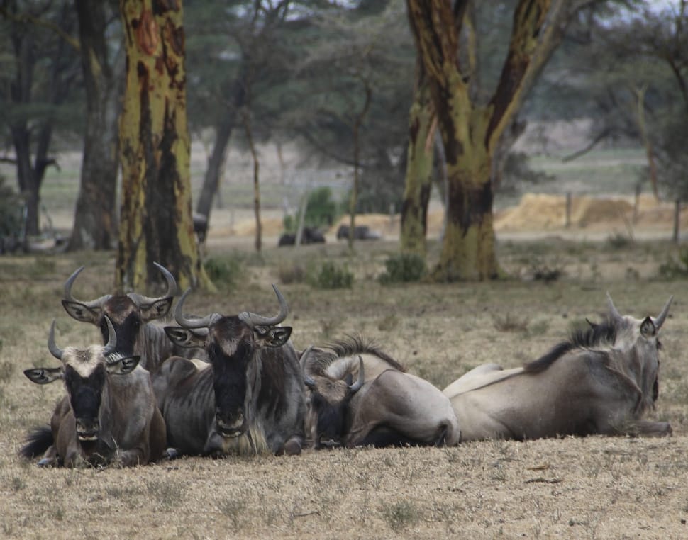 grey and black wildebeest preview