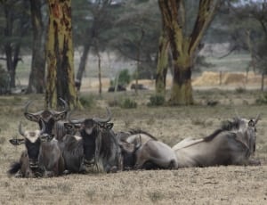 grey and black wildebeest thumbnail