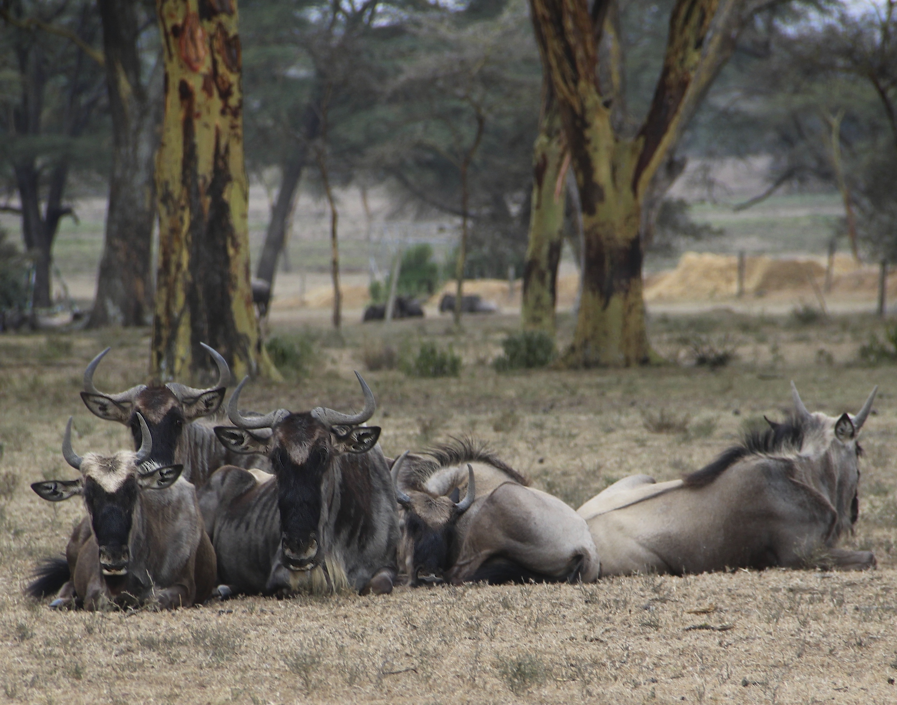 grey and black wildebeest