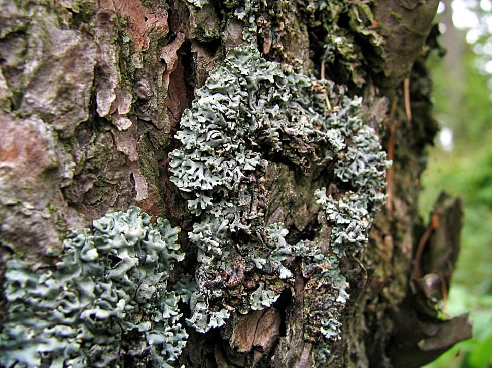 tree fungi preview