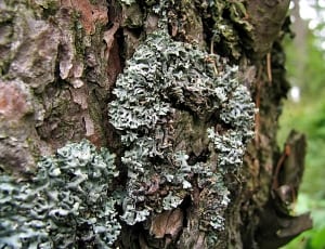tree fungi thumbnail