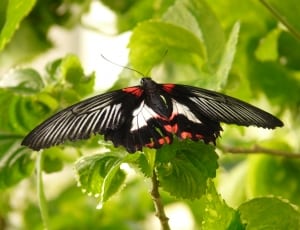 red white and black butterfly thumbnail