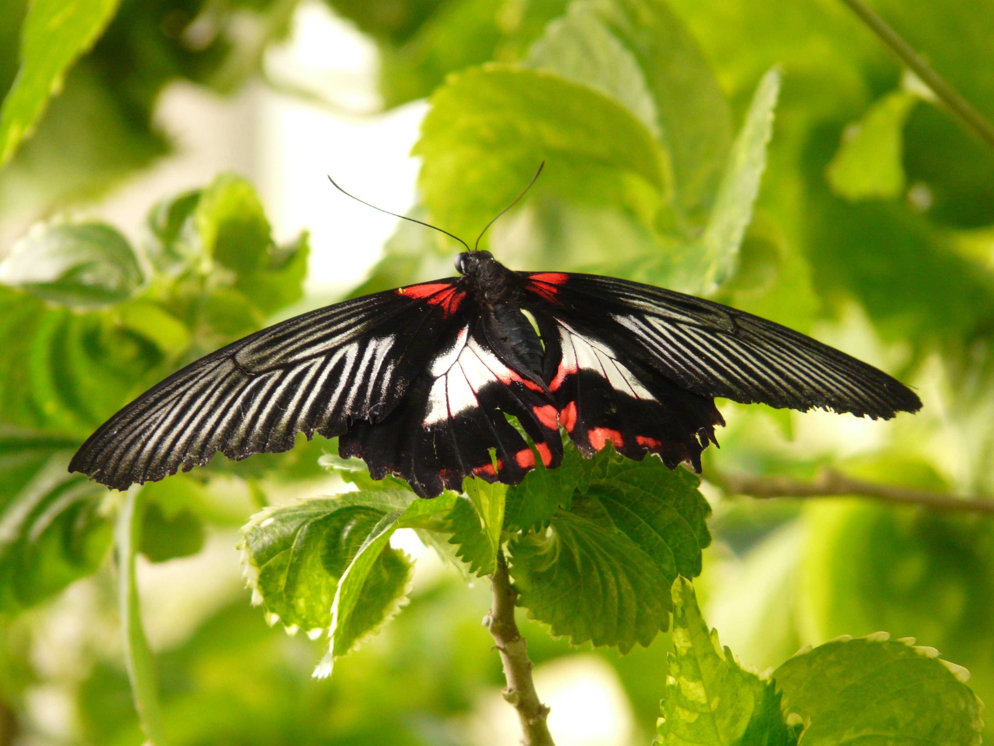 red white and black butterfly